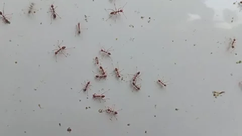 Top view of weaver ants colony on the floor Stock Footage 139853480