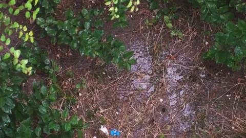 Top view of a wet soil with plants in a heavy rainstorm with thunder and rain Stock Footage 93028807