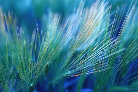 Top view of wheat ears painted in emerald blue. Beautiful abstract background 스톡 사진