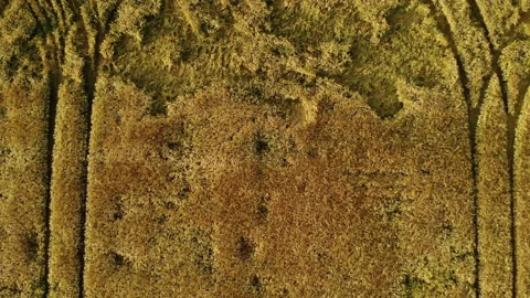 Top view of a wheat field after a hurricane. Traces on a wheat field from Stockbeeldmateriaal 144977964