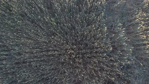 Top view of wheat field. Stock Footage 92406639