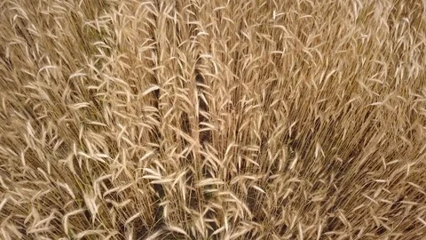 Top view of wheat field Stock Footage 113257619