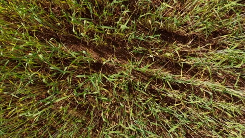 Top view of a wheat field, quick fly over the field, closeup Stock Footage 132730105