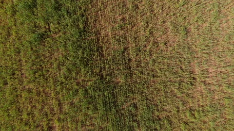 Top view of a wheat field, quick fly over the field Stock Footage 132730677