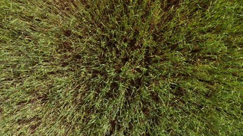 Top view of a wheat field, quick flight over the field Stock Footage 132731191
