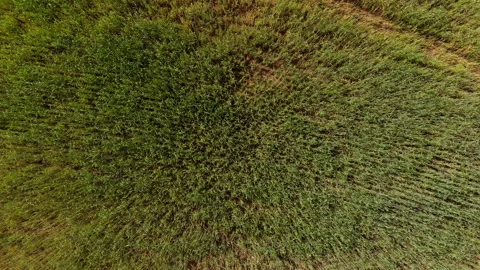 Top view of a wheat field, quick fly over the field Stock Footage 132731540