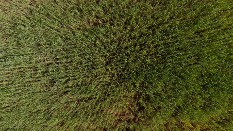 Top view of a wheat field, quick flight over the field, rotation and rise Stock Footage 132731987
