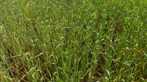 Top view of a wheat field, quick fly over the field, closeup Stock Footage 132732845