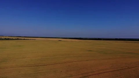Top view of the wheat fields. Stock Footage 111391487