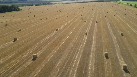 Top view of the wheat fields, which were removed by transport in summer season Stock Footage 79395578