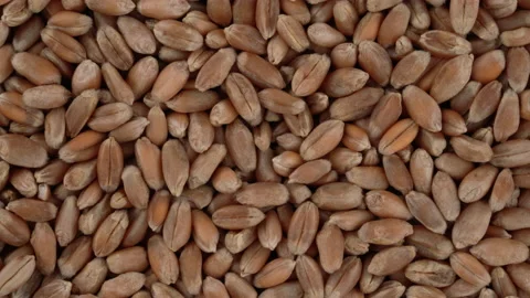 Top view of wheat grains rotating. Closeup. Macro. Stock Footage 170659640