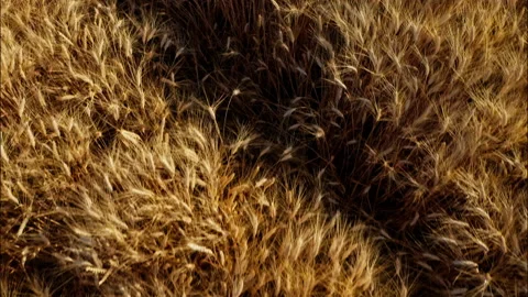 Top view of a wheatfield. Flying over a field of wheat in slow motion. Field Stock Footage 200979314