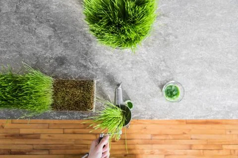 Top View of Wheatgrass Extraction in Action on the Kitchen Countertop using a Foto stock