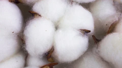 Top view of white and brown cotton ball flowers circle rotation close up Stock Footage 233500616