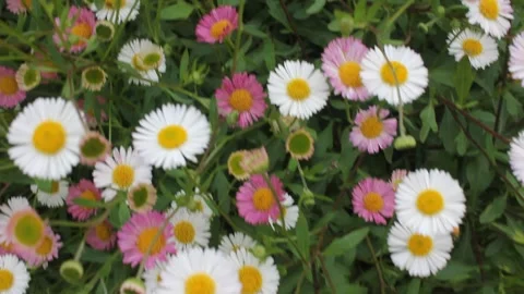 Top view of white and pink seaside daisies blooming in a wild garden Vídeo Stock 334010306