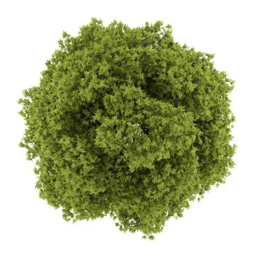 Top view of white ash tree isolated on white background Stock Illustration