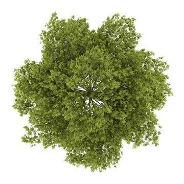 Top view of white ash tree isolated on white background Stock Illustration