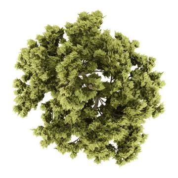 Top view of white ash tree isolated on white background. 3d illustration Stock Illustration