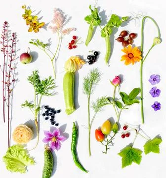 Top view of a white Background of various vegetables, berries and flowers from Stock Photos