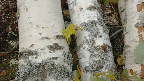 Top view of the white birch tree on the ground in Estonia Stock Footage 220319425