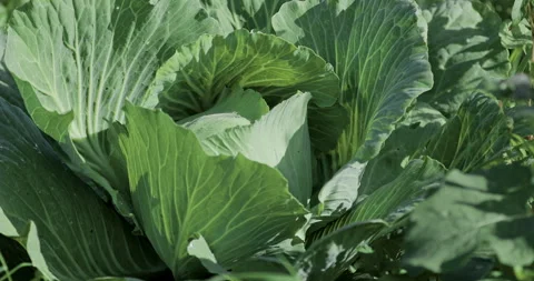 Top view of white cabbage leaves with morning dew drops Stock Footage 329224612