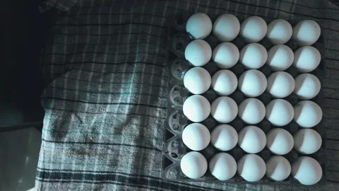 Top view of white chicken eggs organized in a full plastic tray on a plaid kitch 스톡 동영상 344036916
