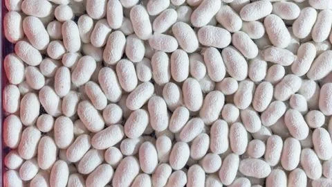 Top view of white cocoons, which are the raw material of silk fabric, texti.. Stock Photos