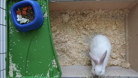 Top view of white cute rabbit in a cage Stock Footage 311198820