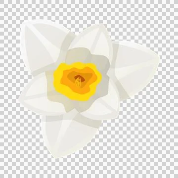 Top view of a white daffodil flower against transparency. 스톡 일러스트