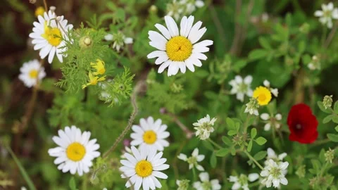 Top View of White Daisies (Bellis perennis) and Wild Poppies in  Spring Stock Footage 332226597