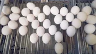 Top View Of White Eggs Getting Transported By The Metal Conveyor Mechanism Stock Footage