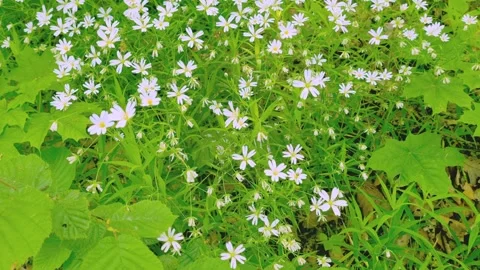 Top view of white flowering flowers in the meadow. Stock Footage 252174158