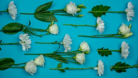 Top view of white flowers moving one after another on the blue background Video stock 109063482