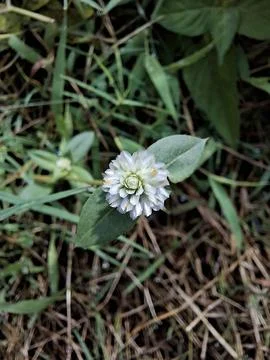 Top View of White Gomphrena Flower Blooming in Grass Field Stock Photos