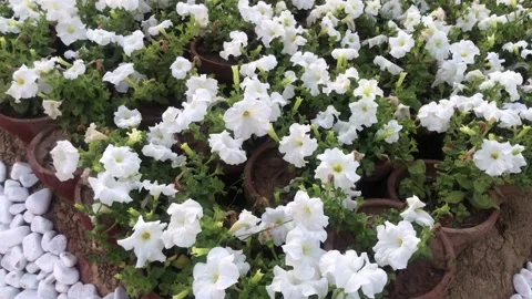 Top View of White Petunia Flowers in Terracotta Pots at Islamabad Flower Exhibit Stock Footage 344653220