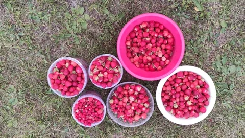 Top view of a white plastic buckets full of ripe fresh strawberries.  Stock Footage 218802347