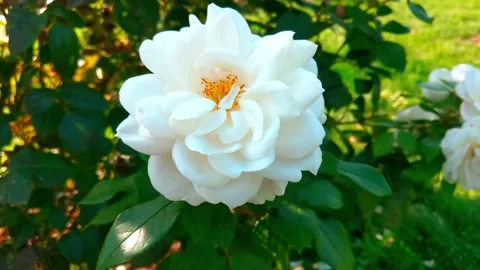Top view of a white rose in the garden. Stock Footage 141841291