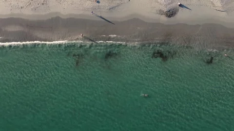 Top View White Sand Beach With Blue Ocean Swimming Tourists, Nova Scotia Coast Stock Footage 317786329