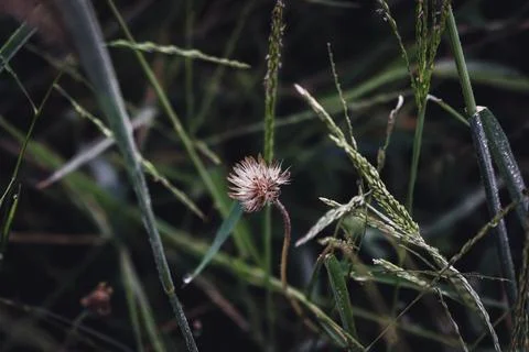Top view of white small flower of grass Foto stock