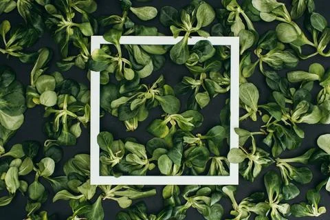 Top view white square frame Stock Photos