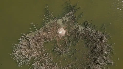 Top View Of A White Swan Sitting In A Nest On A Pond. Stock Footage 274302565