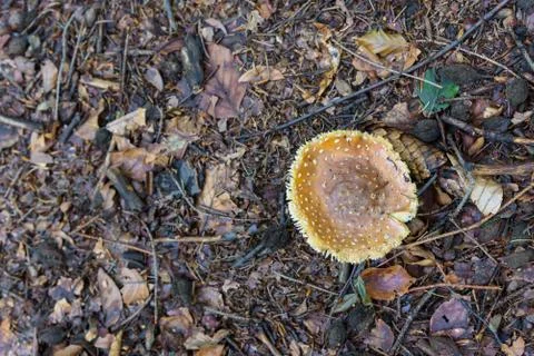 Top view of white toadstool in a forest Stock Photos