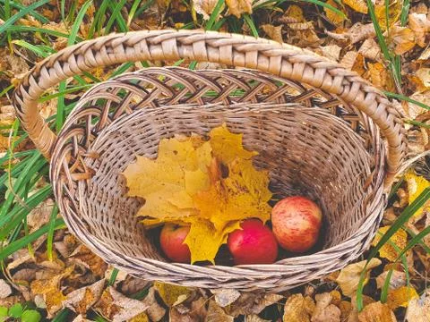 Top view of wicker basket with maple leaves and red apples inside Stock Photos