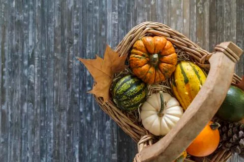 Top view of wicker basket with pumpkins on blue background Stock Photos