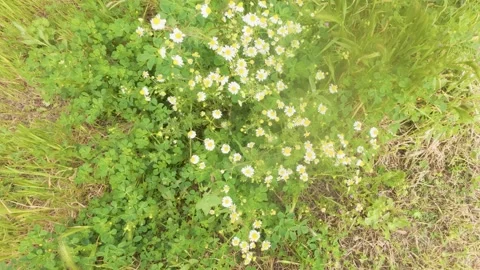 Top view of wild chamomile flowers in green grass Stock Footage 337312226