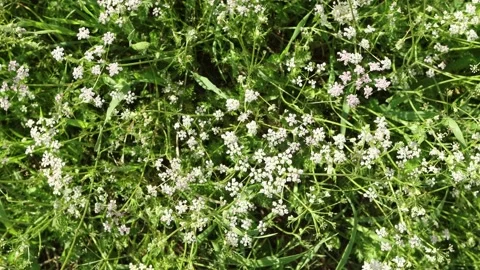 Top view of a wild cumin field, close-up Stock Footage 199974100