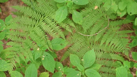 Top View of Wild Green Vegetation with Small Flowers Stock Footage 330600347