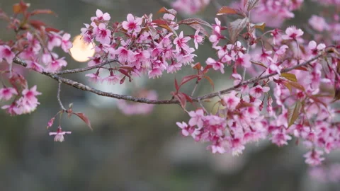 Top view  Wild Himalayan Cherry (Prunus cerasoides) or thai sakura flower Stock Footage 231458043