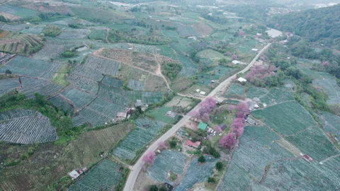 Top view  Wild Himalayan Cherry (Prunus cerasoides) or thai sakura flower Stock Footage 231458371