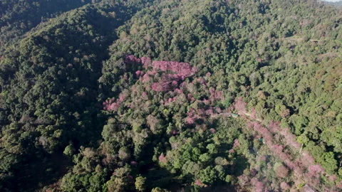 Top view  Wild Himalayan Cherry (Prunus cerasoides) or thai sakura flower Stock Footage 231458396